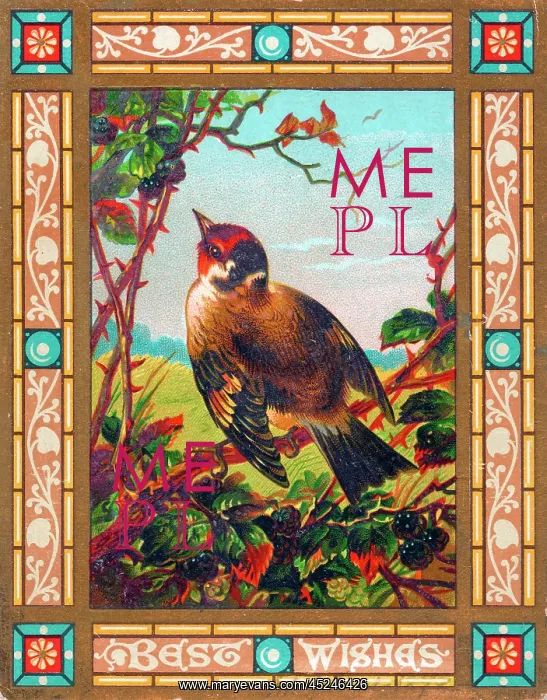 : Bird on a greetings card : Bird on a greetings card