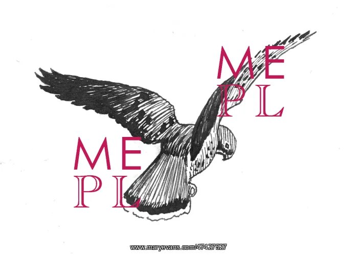  : Bird illustration