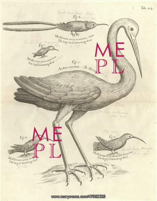 : Bird illustration : Bird illustration
