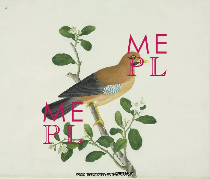 : Bird illustration : Bird illustration