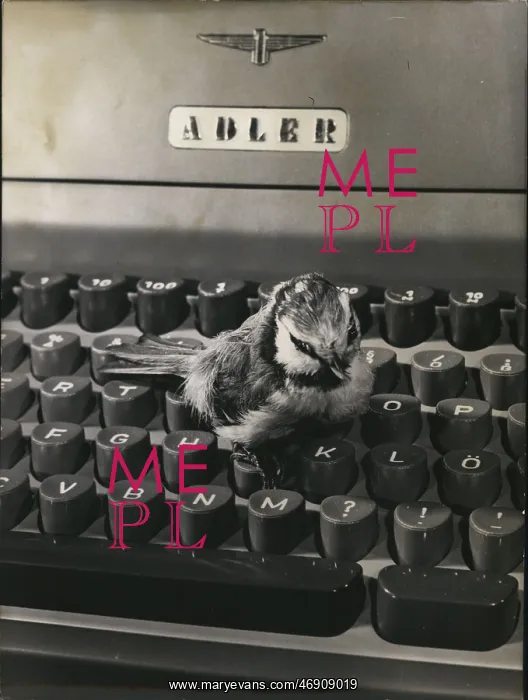 : Bird on keyboard of Adler typewriter : Bird on keyboard of Adler typewriter