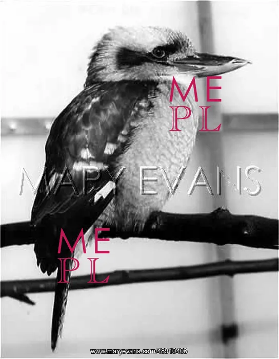 : BIRD / KOOKABURRA : BIRD / KOOKABURRA