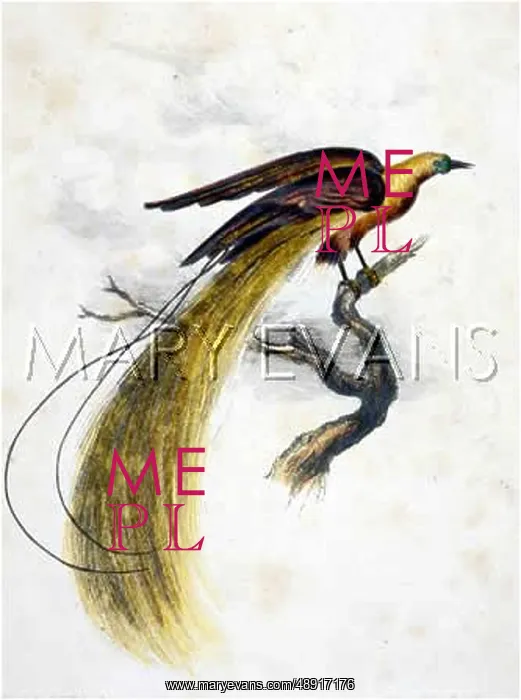 : BIRD OF PARADISE 1