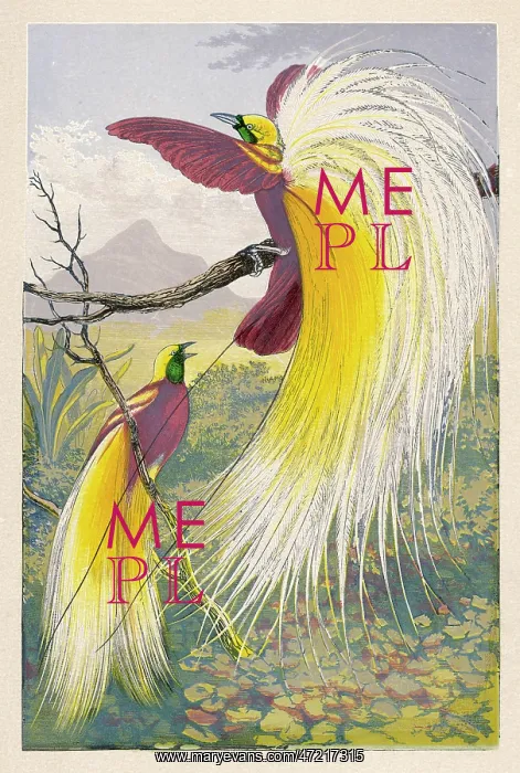  : BIRD OF PARADISE