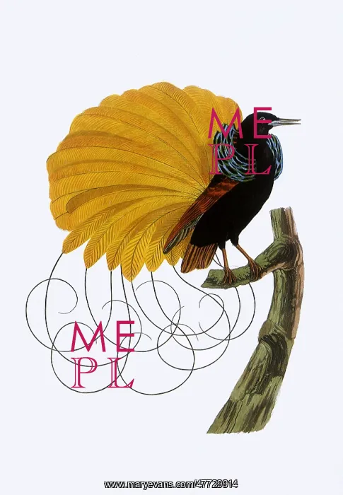  : Bird of Paradise