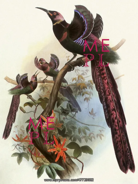  : Bird of Paradise, Epimachus fastuosus