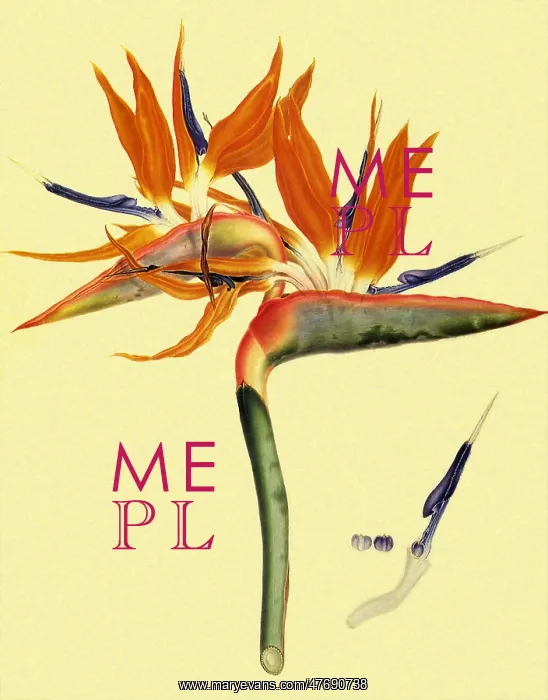 : Bird of Paradise Flower : Bird of Paradise Flower