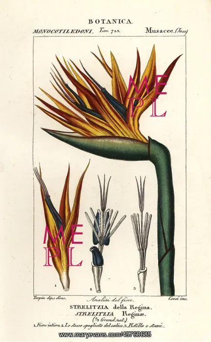 : Bird of paradise flower, Strelitzia reginae : Bird of paradise flower, Strelitzia reginae