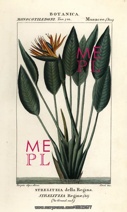 : Bird of paradise, Strelitzia reginae : Bird of paradise, Strelitzia reginae