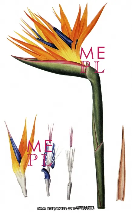 : Bird of Paradise, Strelitzia reginae : Bird of Paradise, Strelitzia reginae