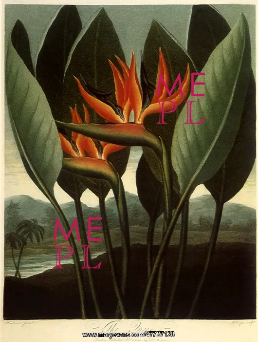  : Bird of Paradise, Strelitzia reginae
