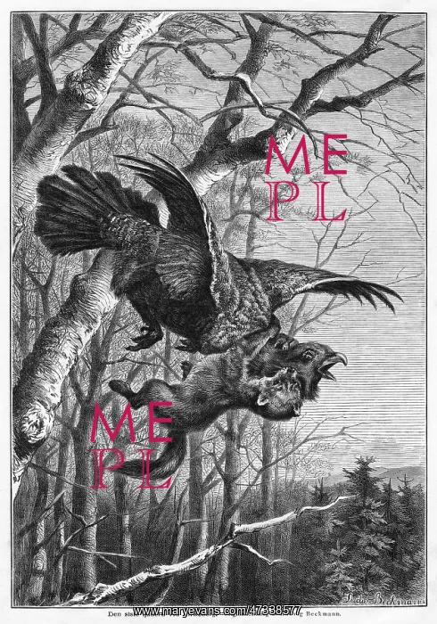 : BIRD AND PREDATOR : BIRD AND PREDATOR