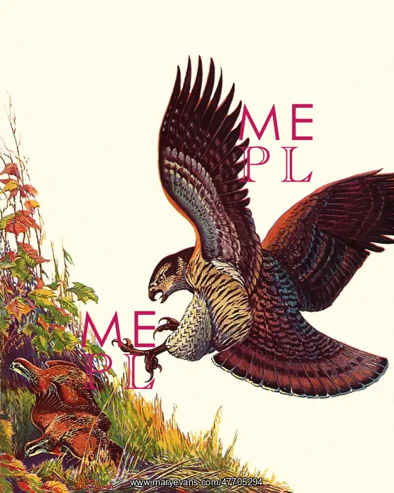 : Bird of Prey : Bird of Prey