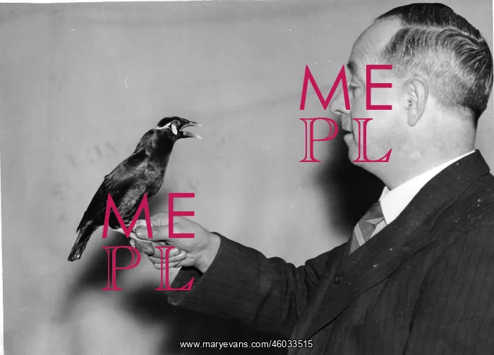  : Bird with scotish accent