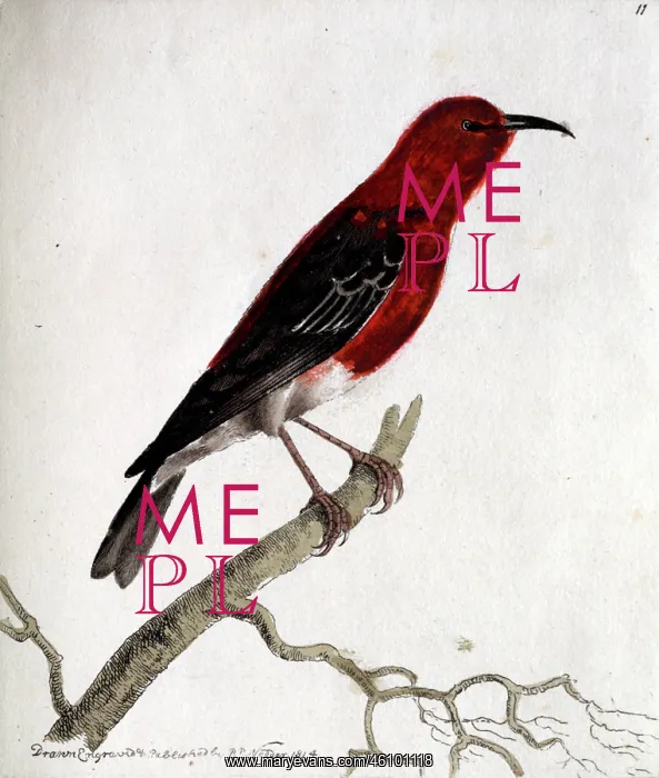 : Bird standing on branch : Bird standing on branch