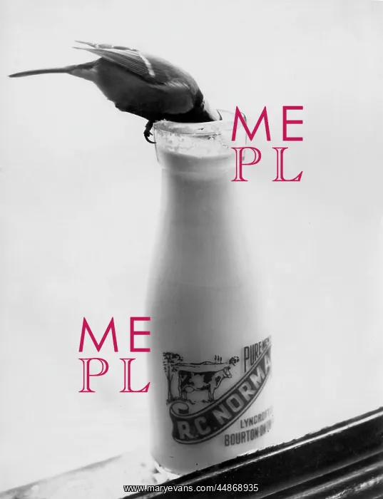 : BIRD STEALING MILK : BIRD STEALING MILK