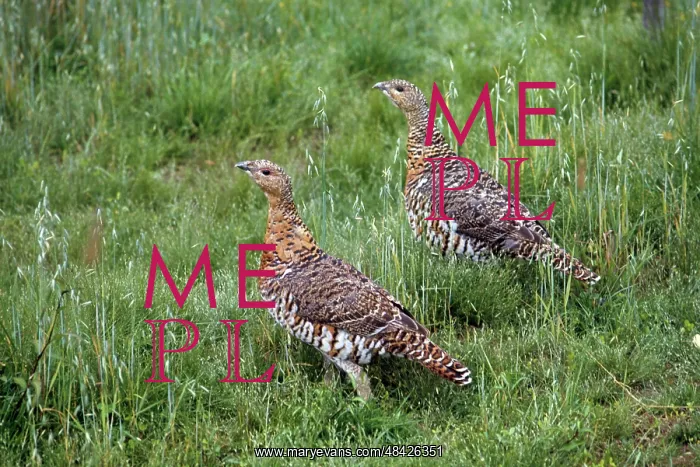 : Birds, 1975 : Birds, 1975