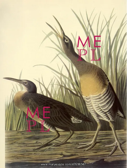  : Two Birds