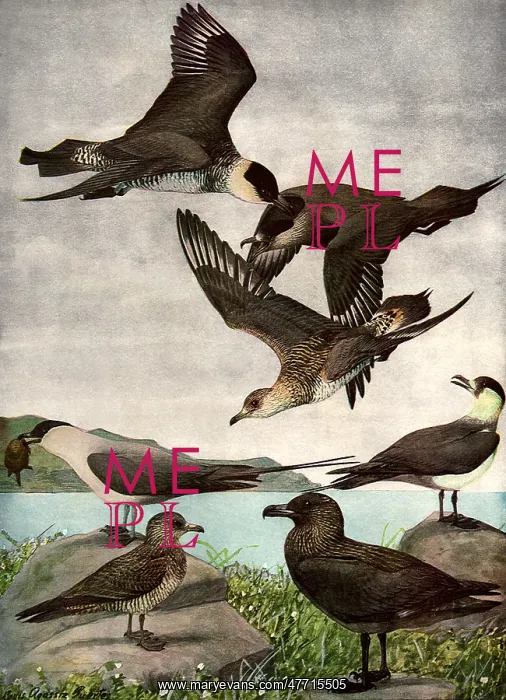  : Birds