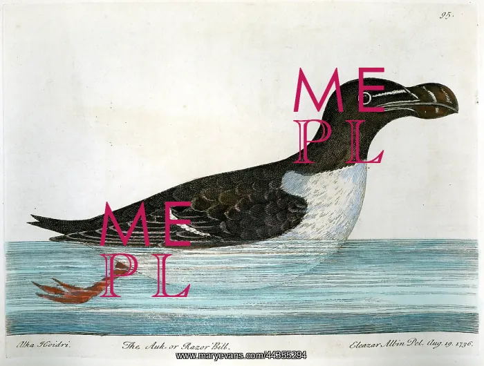  : Birds - Auk Or Razorbill - Alka Hoidri