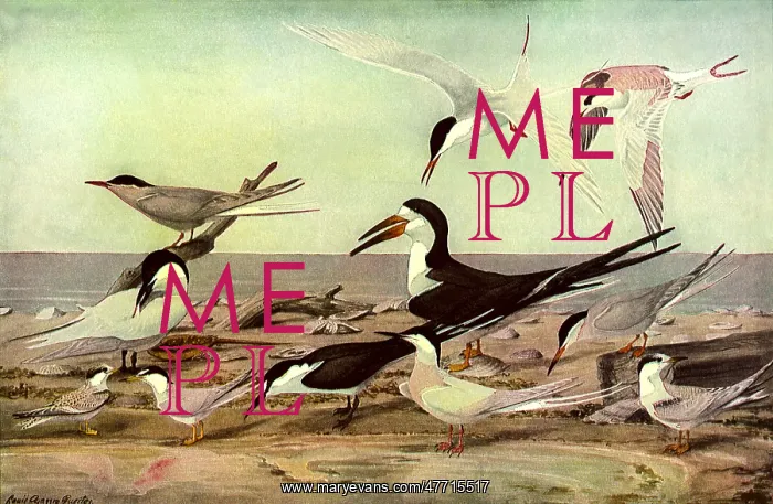  : Birds on Beach