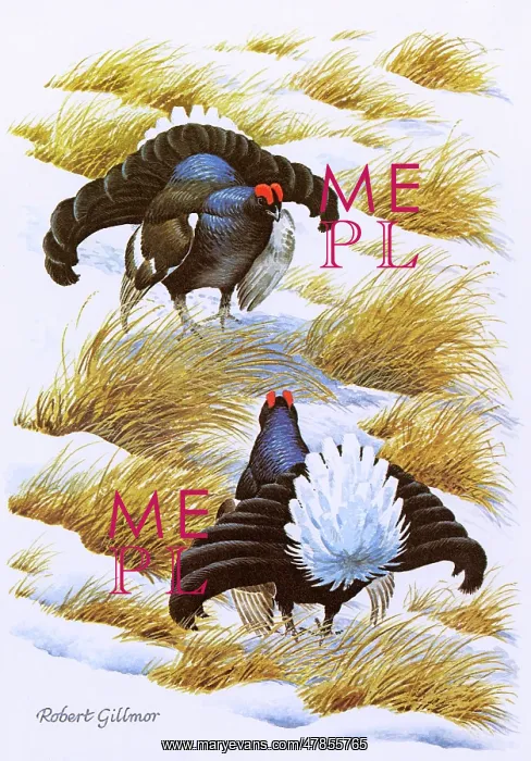 : BIRDS / BLACK GROUSE : BIRDS / BLACK GROUSE