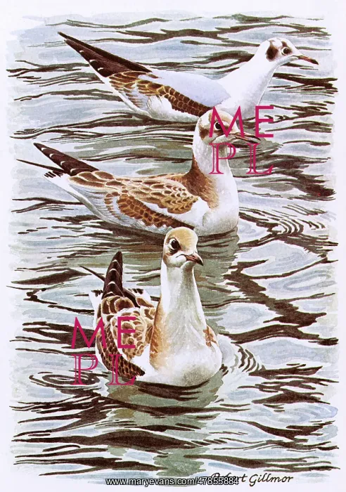 : BIRDS / BLACK-HEADED GULLS : BIRDS / BLACK-HEADED GULLS