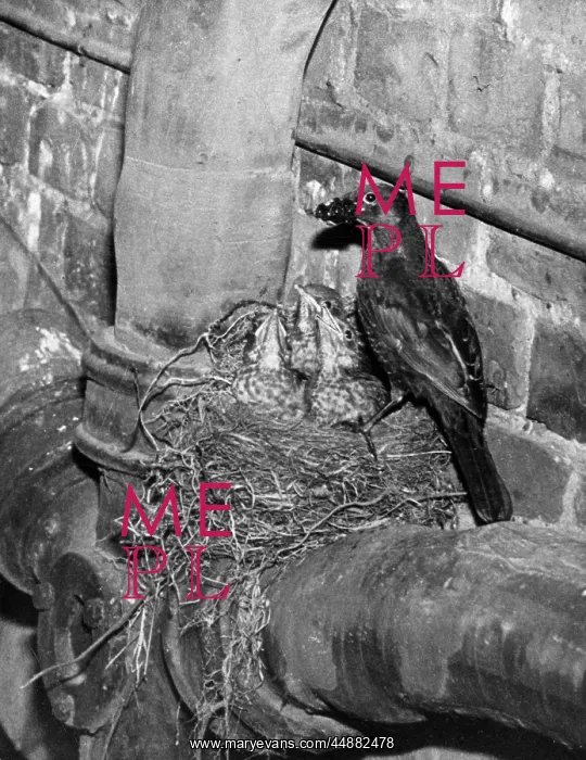 : BIRDS / BLACKBIRD : BIRDS / BLACKBIRD