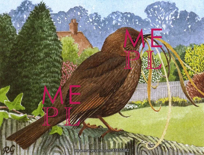: BIRDS / BLACKBIRD / GILLMOR : BIRDS / BLACKBIRD / GILLMOR