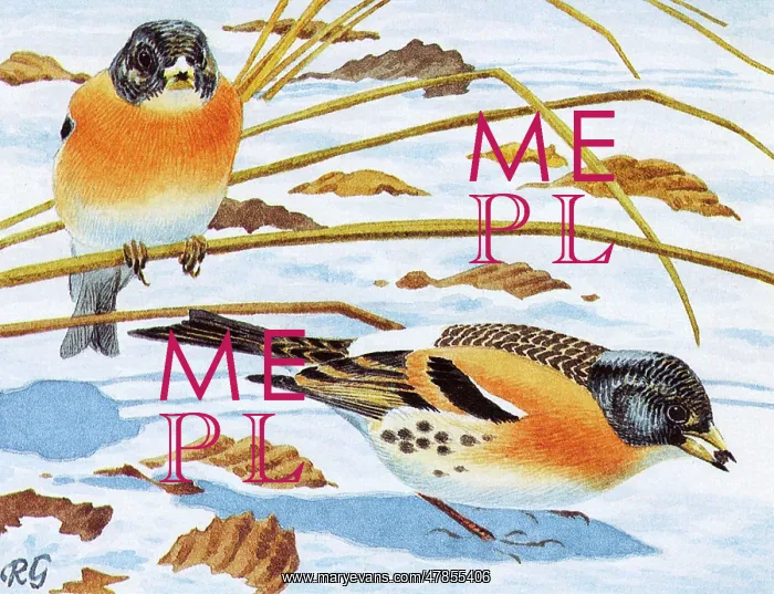 : BIRDS / BRAMBLING : BIRDS / BRAMBLING