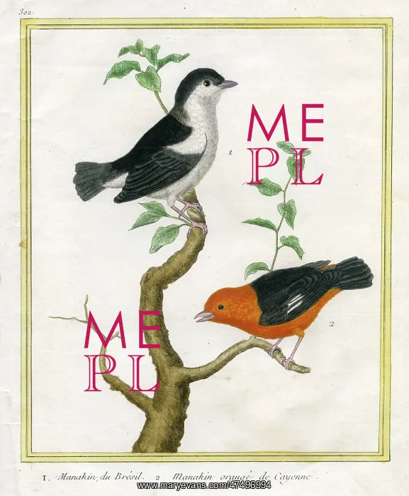  : Two Birds on a branch