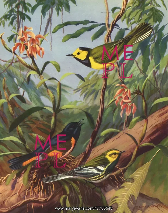  : Three Birds on Branches