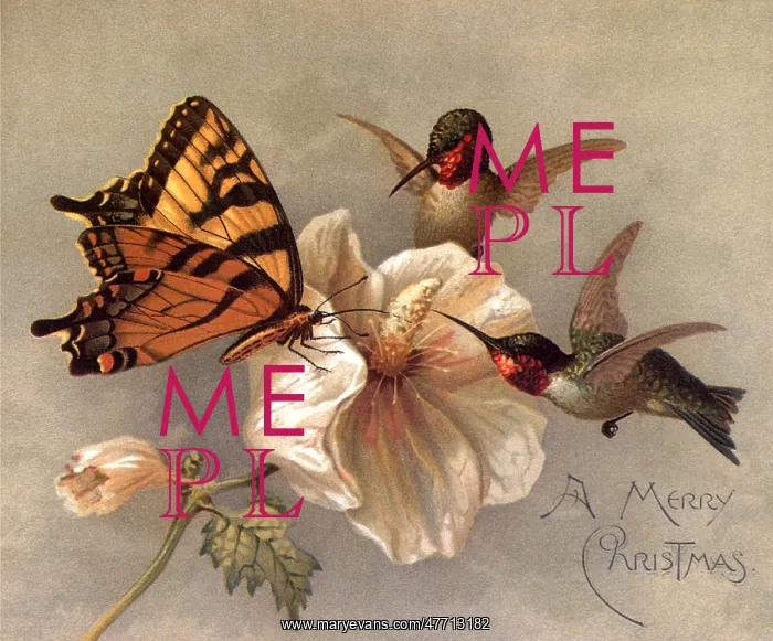 : Birds and Butterfly : Birds and Butterfly