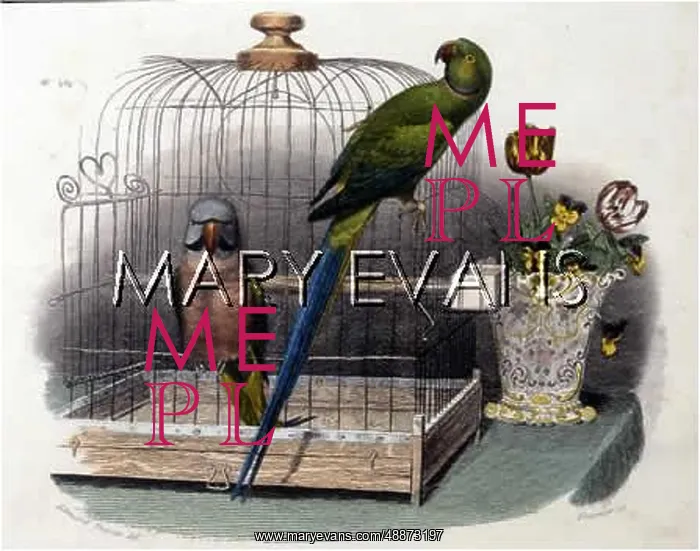 : BIRDS / CAGES : BIRDS / CAGES