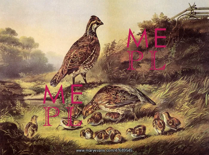  : Birds and Chicks