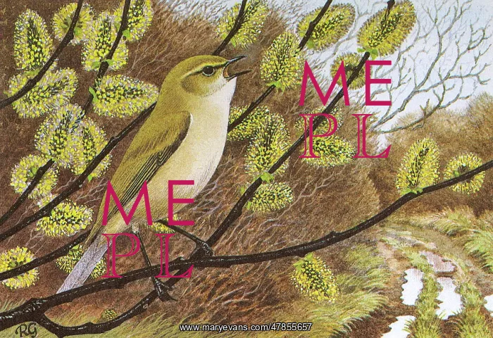 : BIRDS / CHIFFCHAFF : BIRDS / CHIFFCHAFF