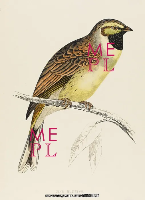  : BIRDS / CIRL BUNTING