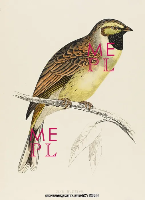 : BIRDS / CIRL BUNTING : BIRDS / CIRL BUNTING