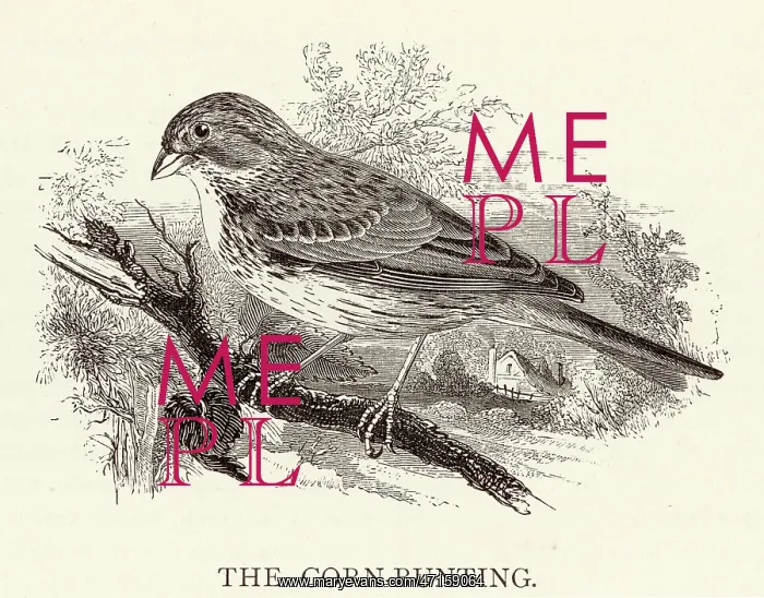 : BIRDS / CORN BUNTING : BIRDS / CORN BUNTING
