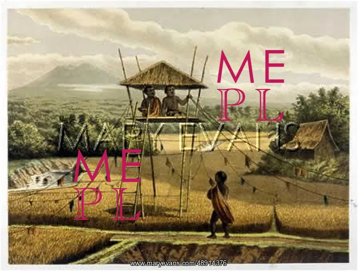 : BIRDS AND CROPS, JAVA : BIRDS AND CROPS, JAVA
