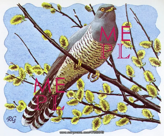 : BIRDS / CUCKOO / GILLMOR : BIRDS / CUCKOO / GILLMOR