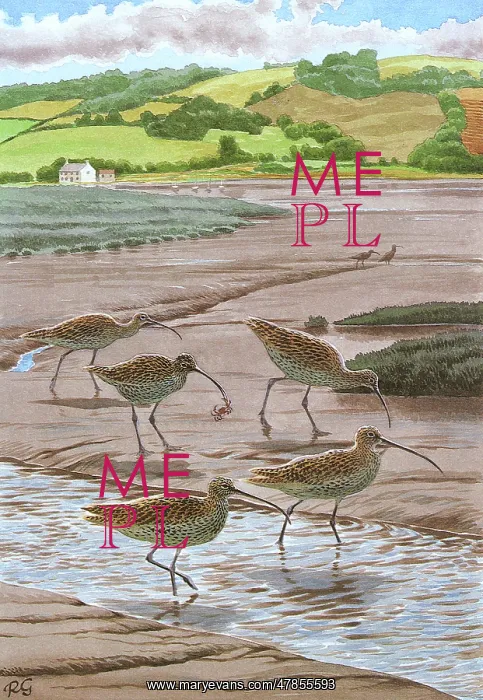 : BIRDS / CURLEW : BIRDS / CURLEW