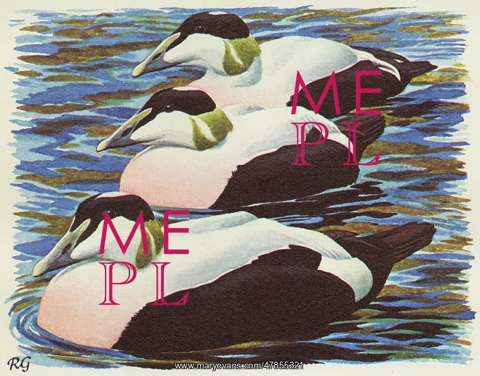 : BIRDS / DUCKS / EIDER DUCK : BIRDS / DUCKS / EIDER DUCK