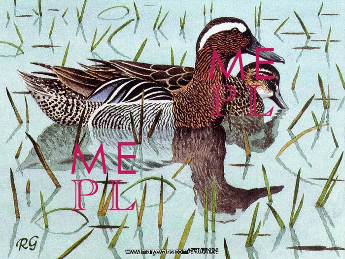 : BIRDS / DUCKS / GARGANEY : BIRDS / DUCKS / GARGANEY