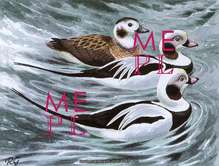 : BIRDS / DUCKS / LONG-TAILED : BIRDS / DUCKS / LONG-TAILED