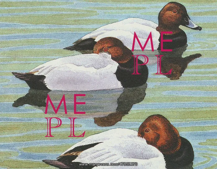 : BIRDS / DUCKS / POCHARD : BIRDS / DUCKS / POCHARD