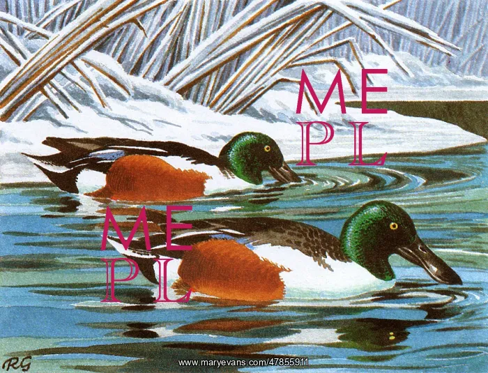 : BIRDS / DUCKS / SHOVELERS : BIRDS / DUCKS / SHOVELERS
