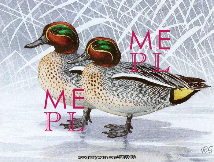 : BIRDS / DUCKS / TEAL : BIRDS / DUCKS / TEAL