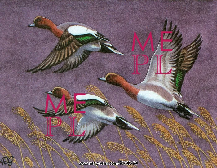 : BIRDS / DUCKS / WIGEON : BIRDS / DUCKS / WIGEON