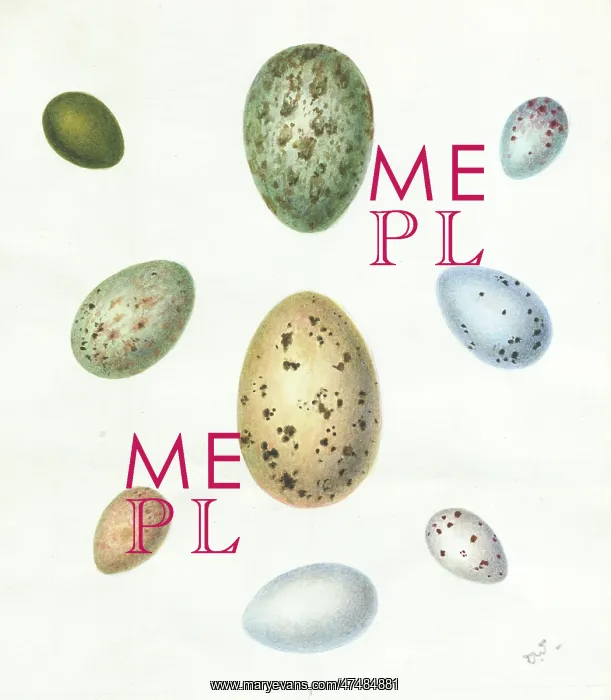 : Nine Birds Eggs : Nine Birds Eggs